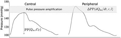 Estimating Central Pulse Pressure From Blood Flow by Identifying the Main Physical Determinants of Pulse Pressure Amplification